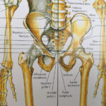 hipjoint