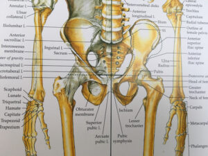 hipjoint