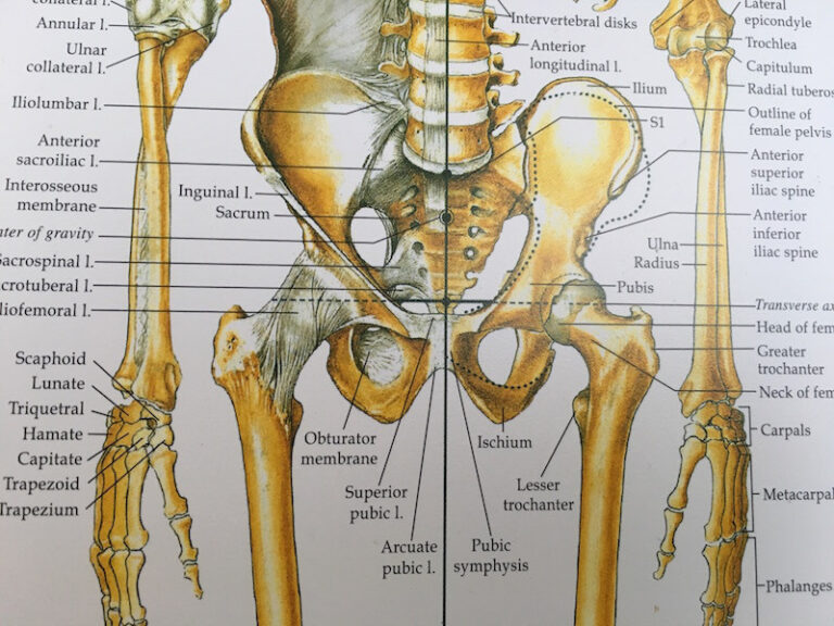 hipjoint