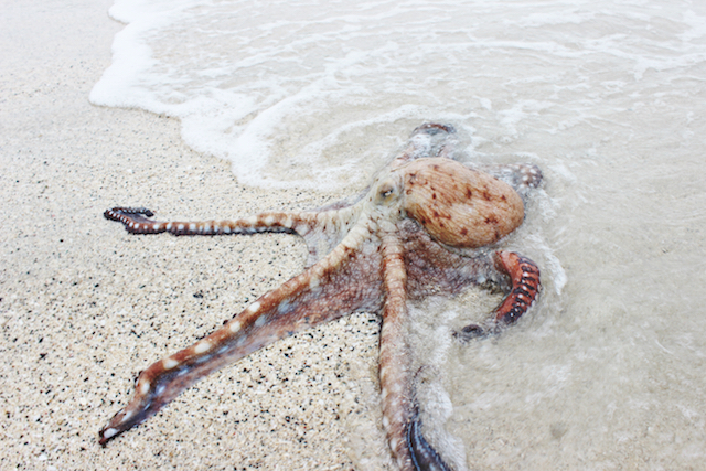 砂浜のタコ