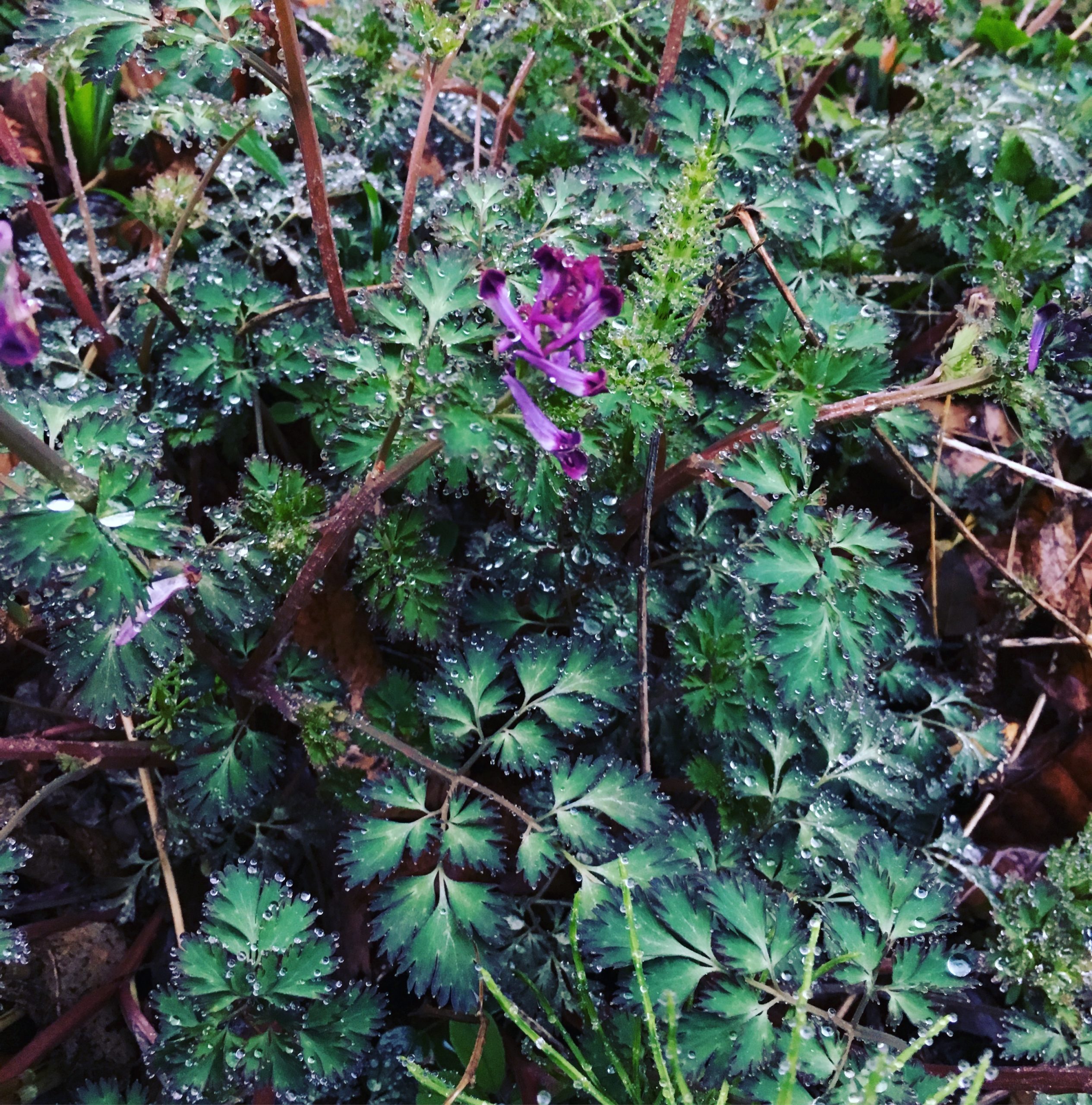 朝露を受けて輝く野の花