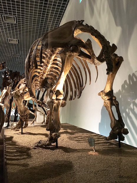 上野の国立科学博物館に展示されている大型哺乳類の骨格標本