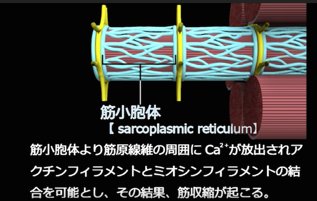 筋小胞体より筋原繊維の周囲にCa2+が放出されアクチンフィラメントとミオシンフィラメントの結合を可能とし、その結果、筋収縮が起こる。
