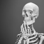 skelton