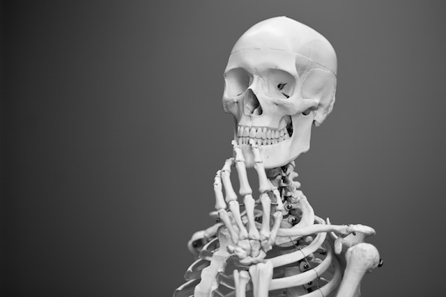 skelton