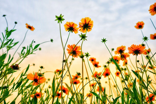 orange flowers from bug's eye