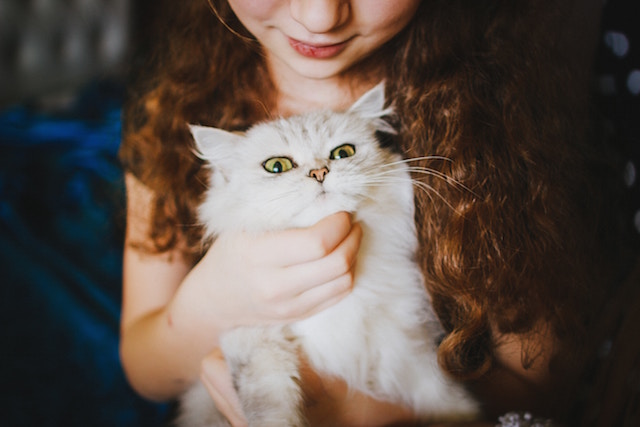 a silver tabby cat on a young girl's lap
