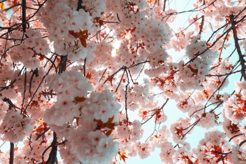 桜