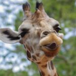 girraffe