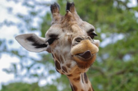 girraffe