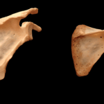 photo from http://paulgrilley.com/bone-photos/