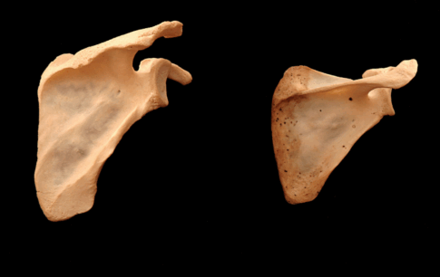 photo from http://paulgrilley.com/bone-photos/
