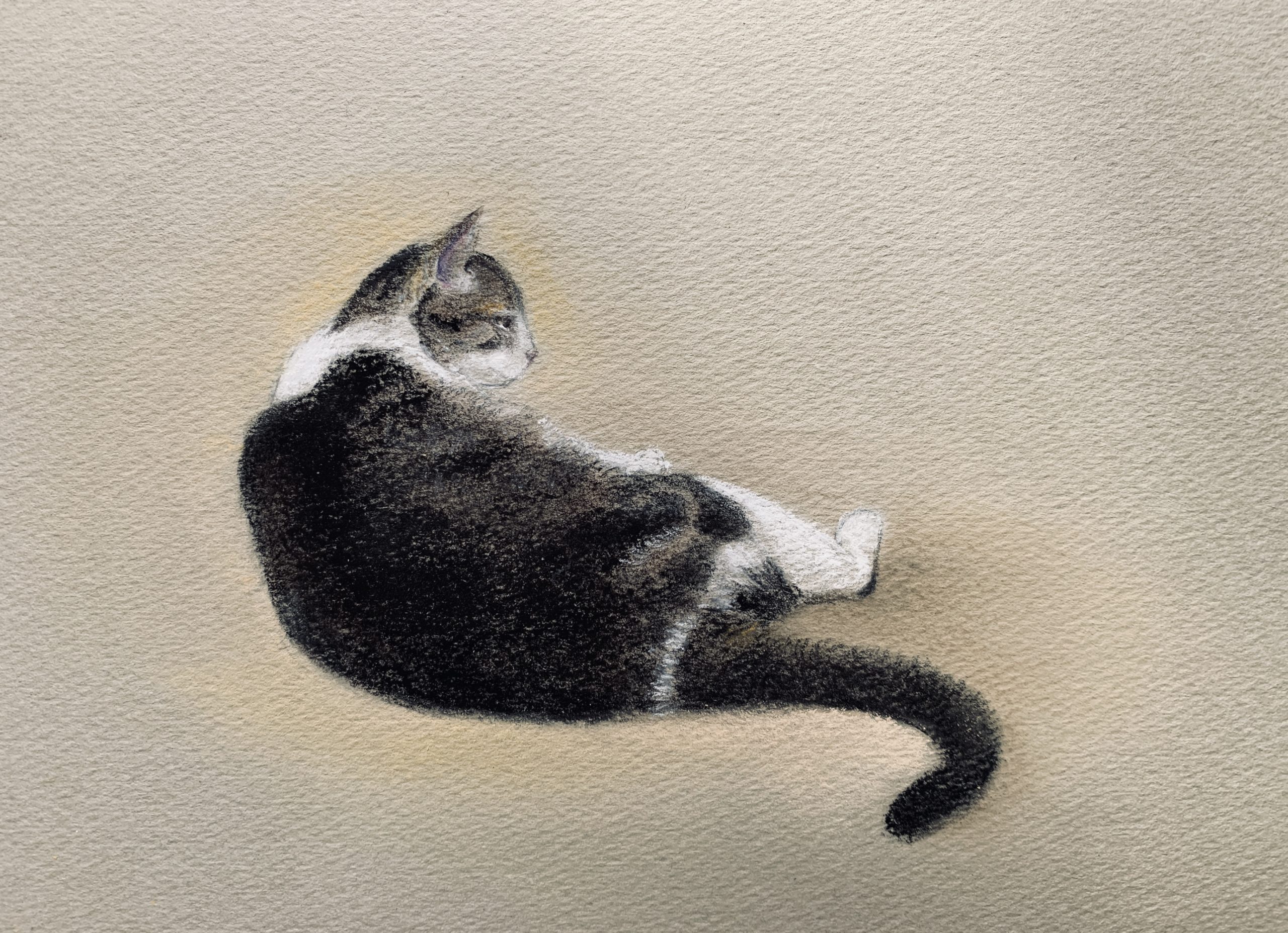 パステルで描いた猫の絵