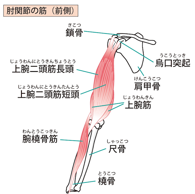 肩関節の図解・イラスト