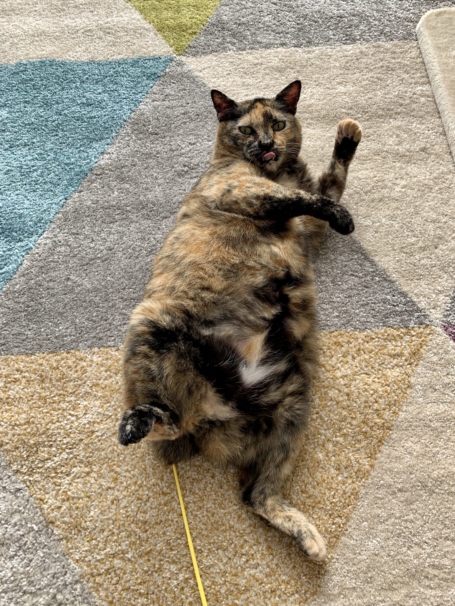 サビ猫のまるです